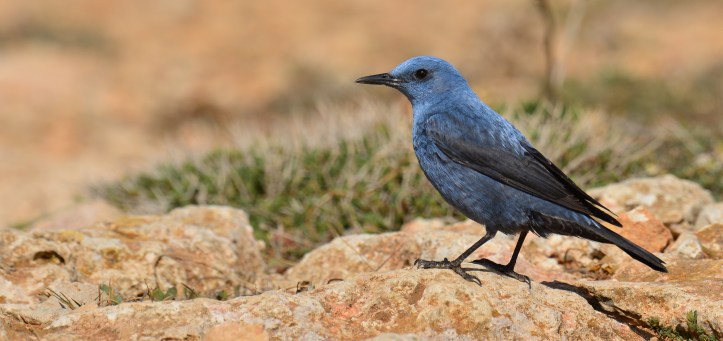 merill NATALINO FENECH